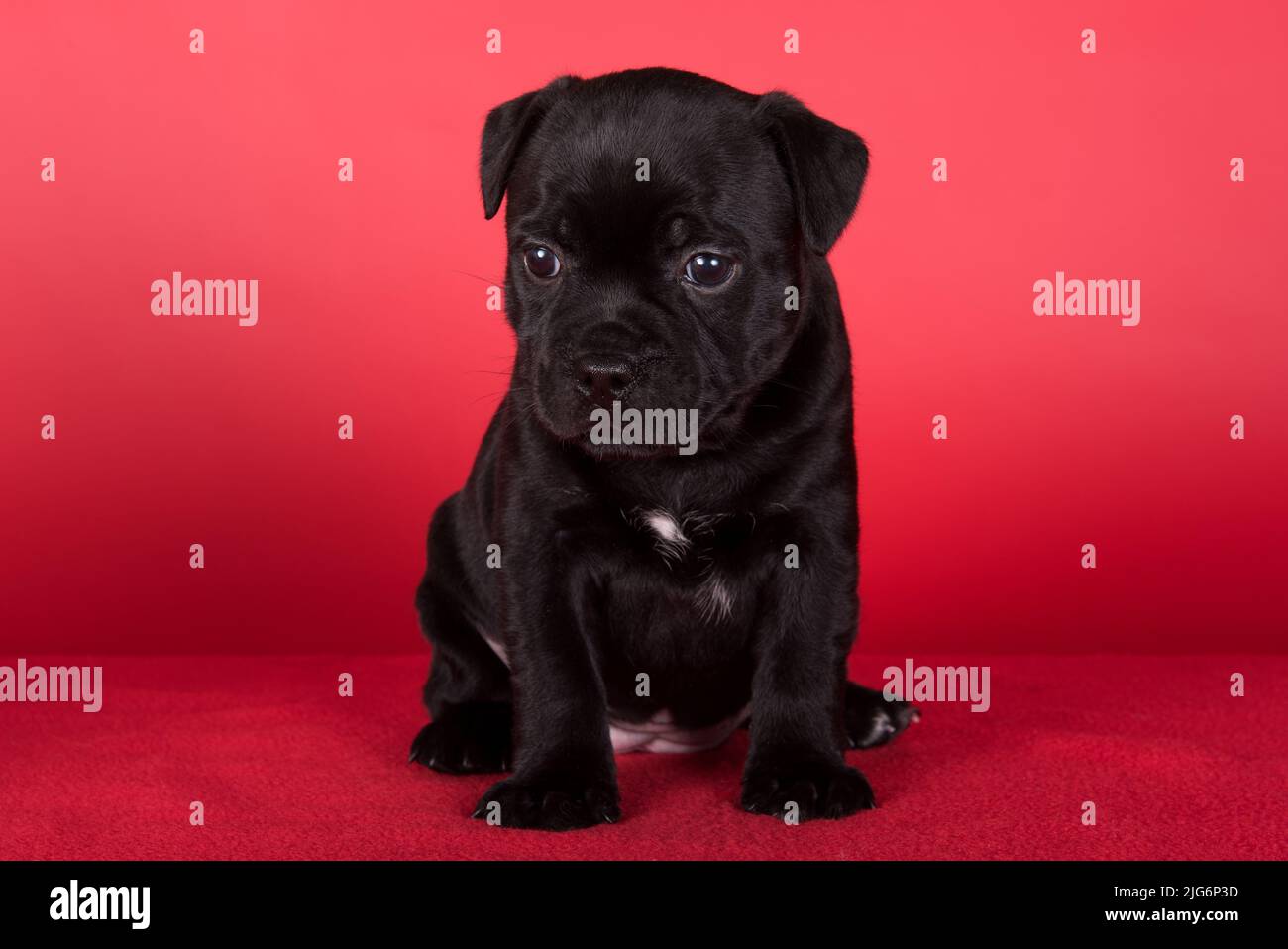 Black female American Staffordshire Terrier dog or AmStaff puppy on red background Stock Photo