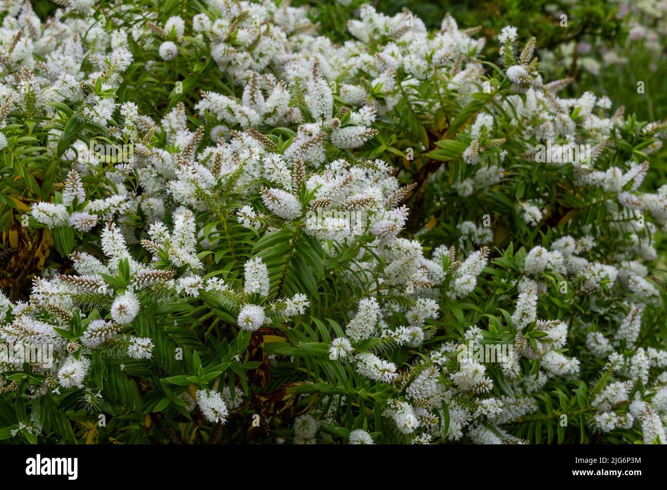 A white hebe shrub in full bloom. Stock Photo