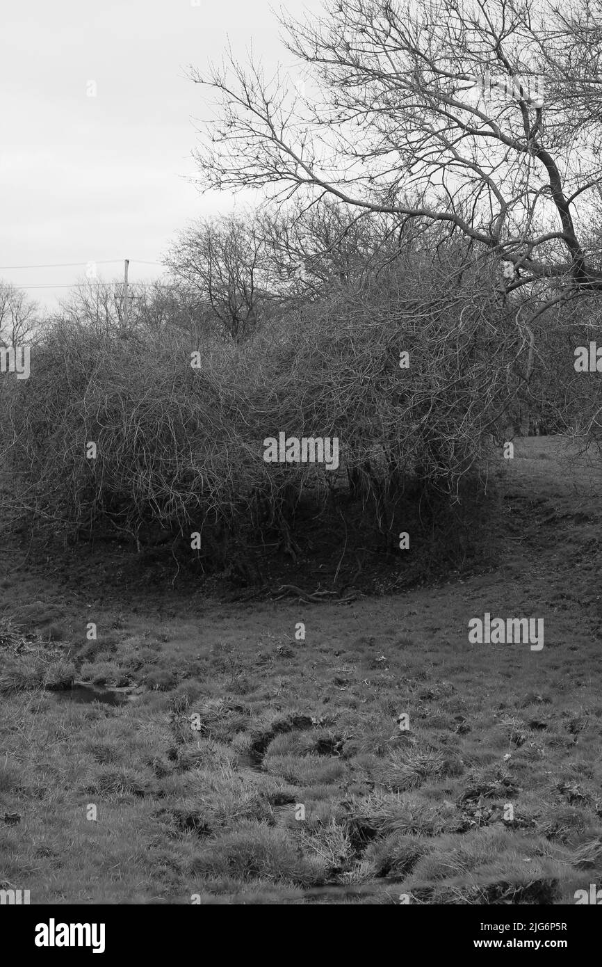 Typical spring meadow growing on an overcast day in black and white