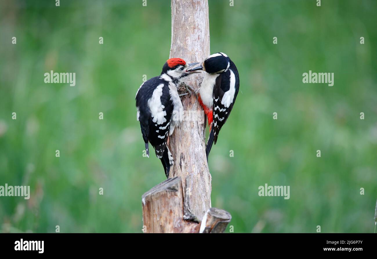Adult great spotted woodpecker feeding a juvenile Stock Photo Alamy