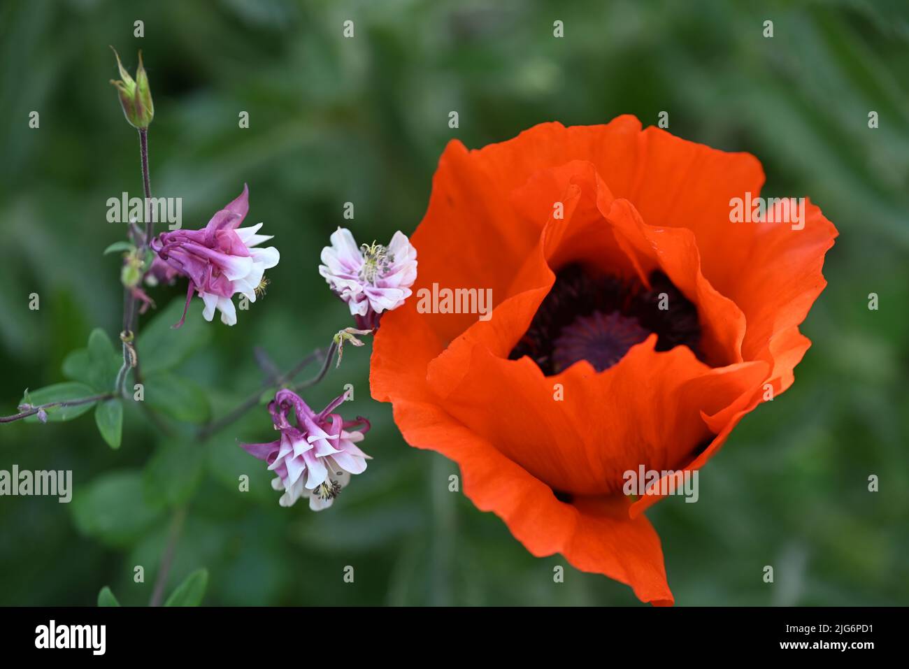 Red poppy blossom next to a columbine as a close up Stock Photo