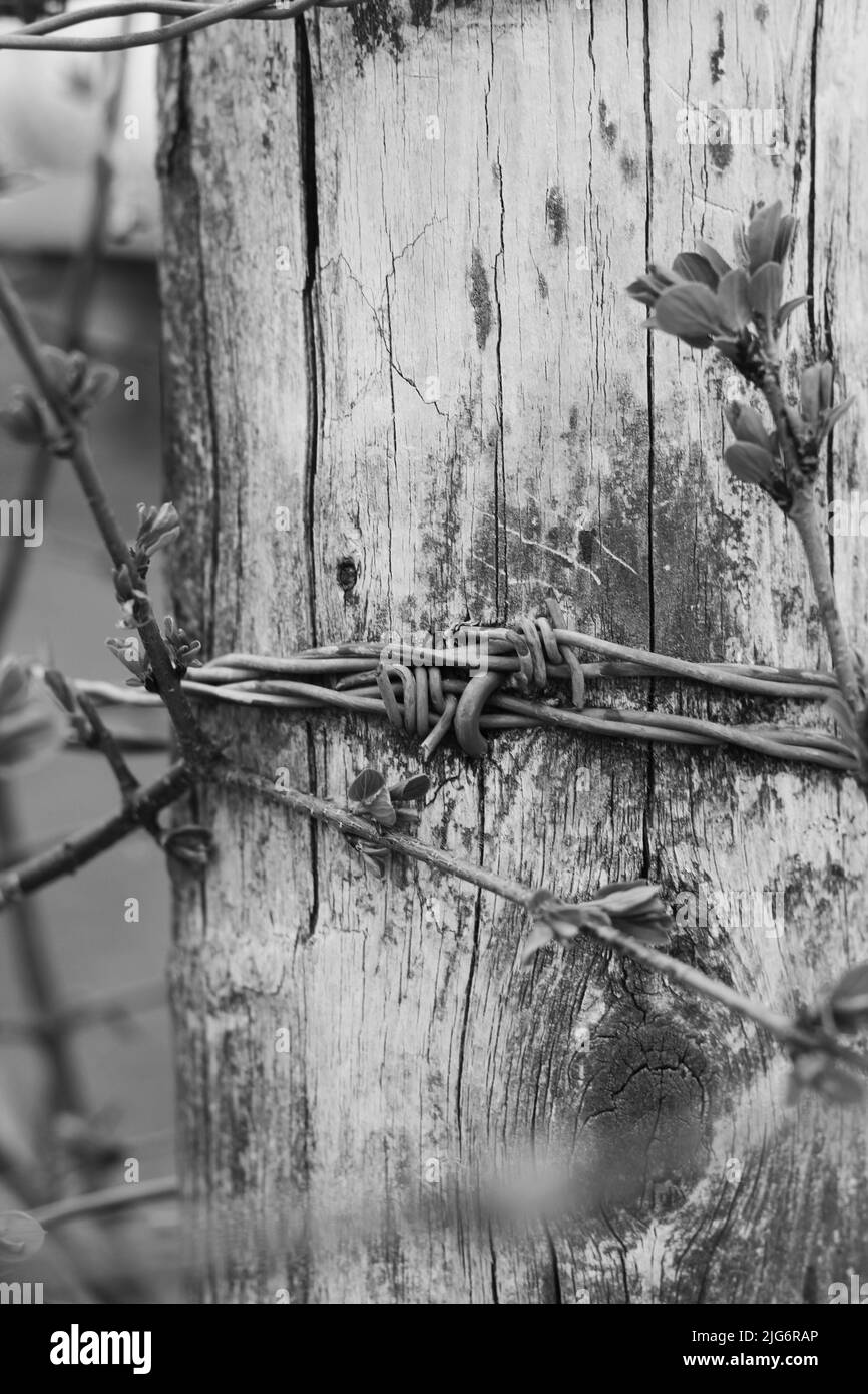 Spring fence detail Black and White Stock Photos & Images - Alamy