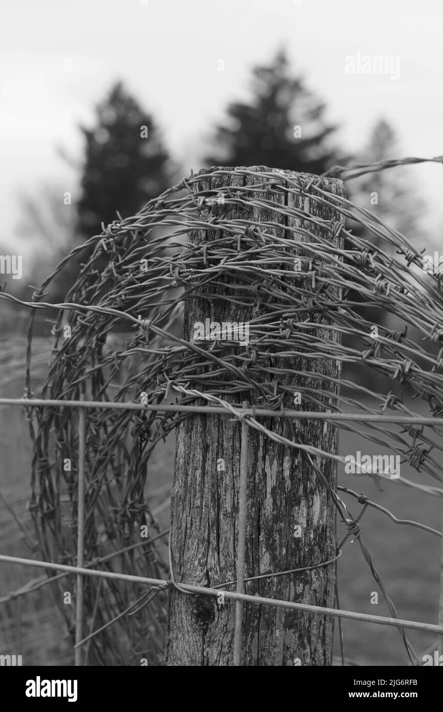 A barbed wire fence in the spring meadow in black and white Stock Photo ...