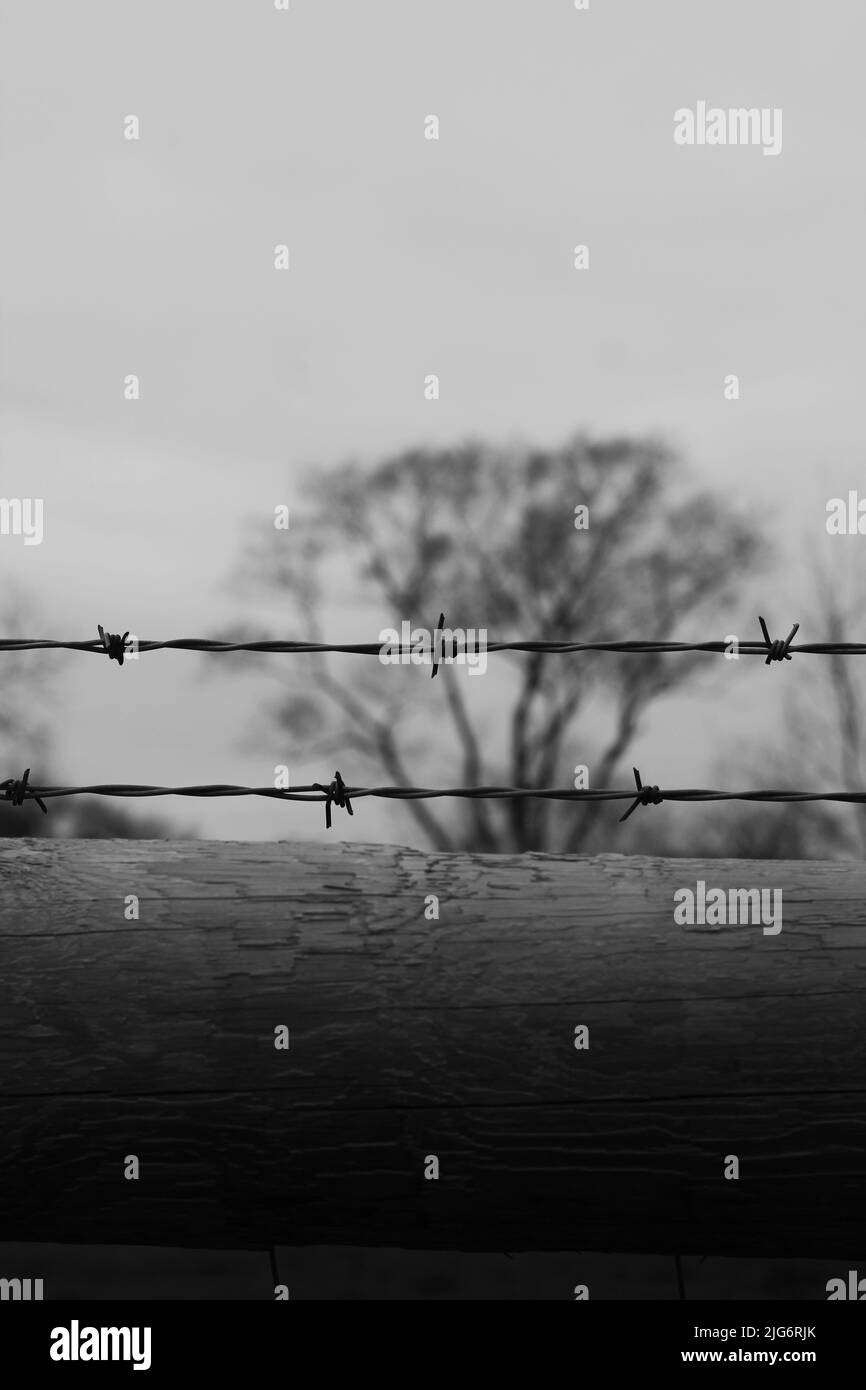A barbed wire fence in the spring meadow in black and white Stock Photo ...