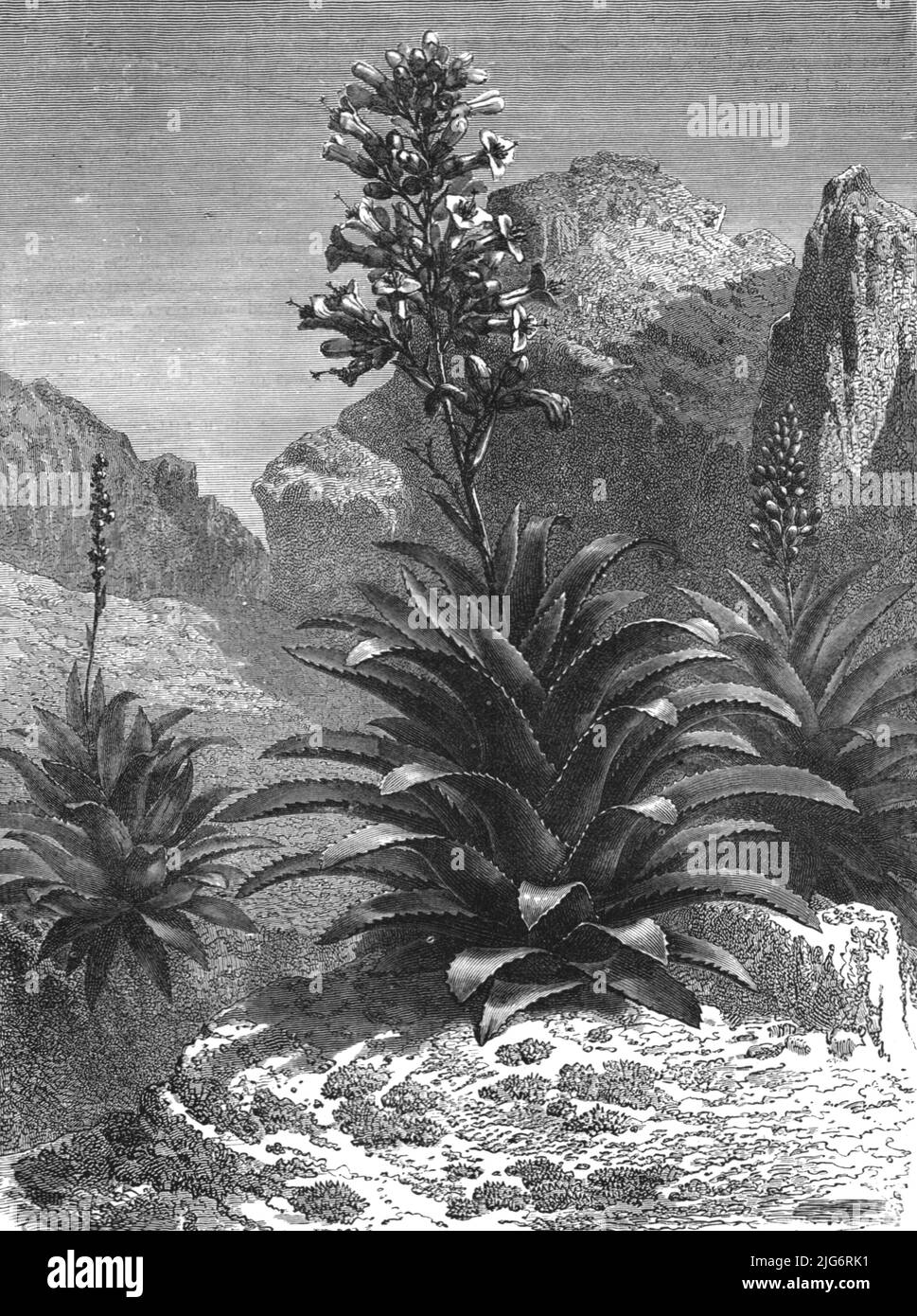 'Agaves in Bloom; A zigzag journey through Mexico', 1875.  From, 'Illustrated Travels' by H.W. Bates. [Cassell, Petter, and Galpin, c1880, London] Stock Photo
