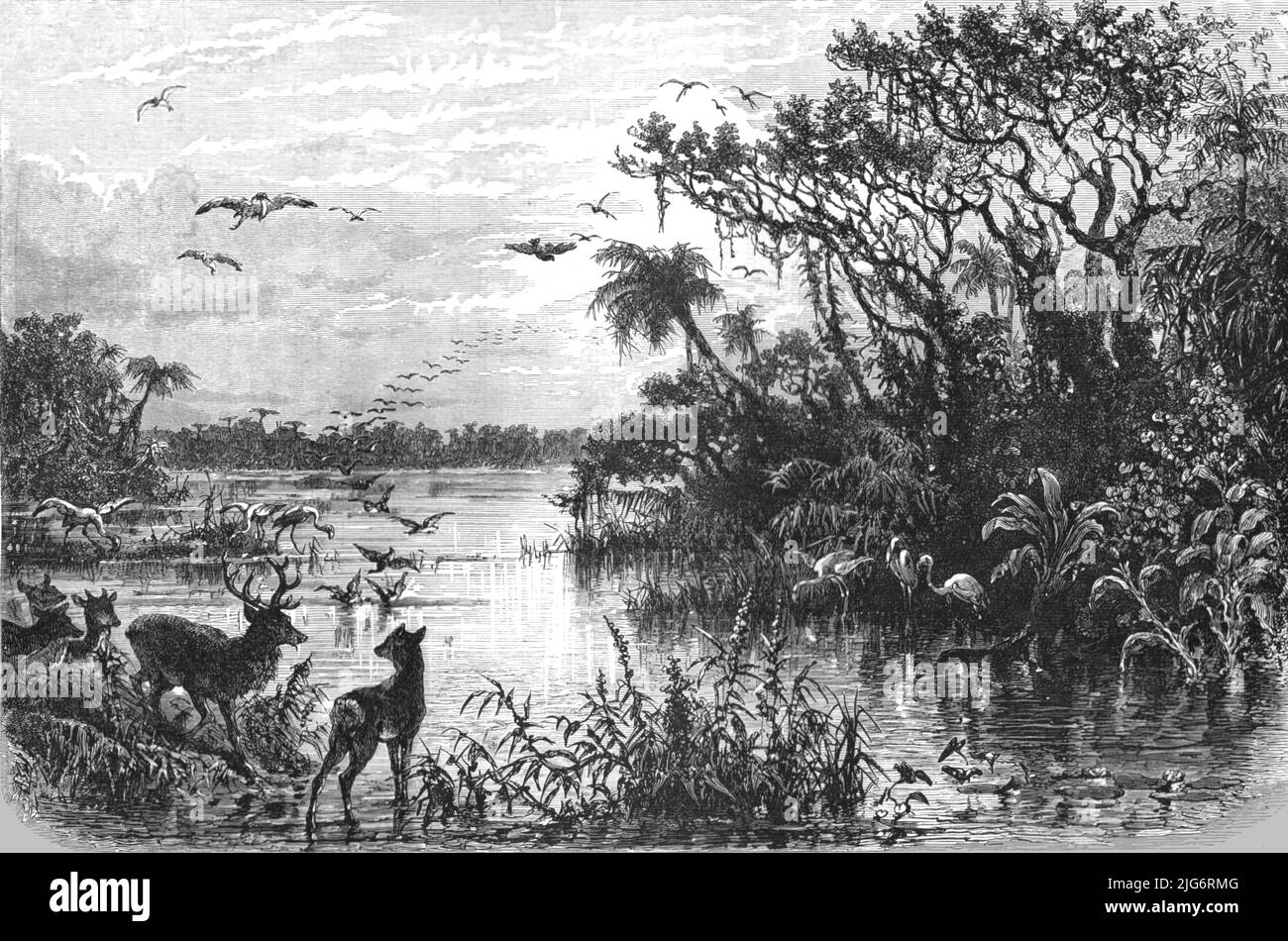 'Scene on a Creek, Tributary to the St. John's, Florida; A Flying Visit to Florida', 1875. From, 'Illustrated Travels' by H.W. Bates. [Cassell, Petter, and Galpin, c1880, London] Belle Sauvage Works.London E.C. Stock Photo