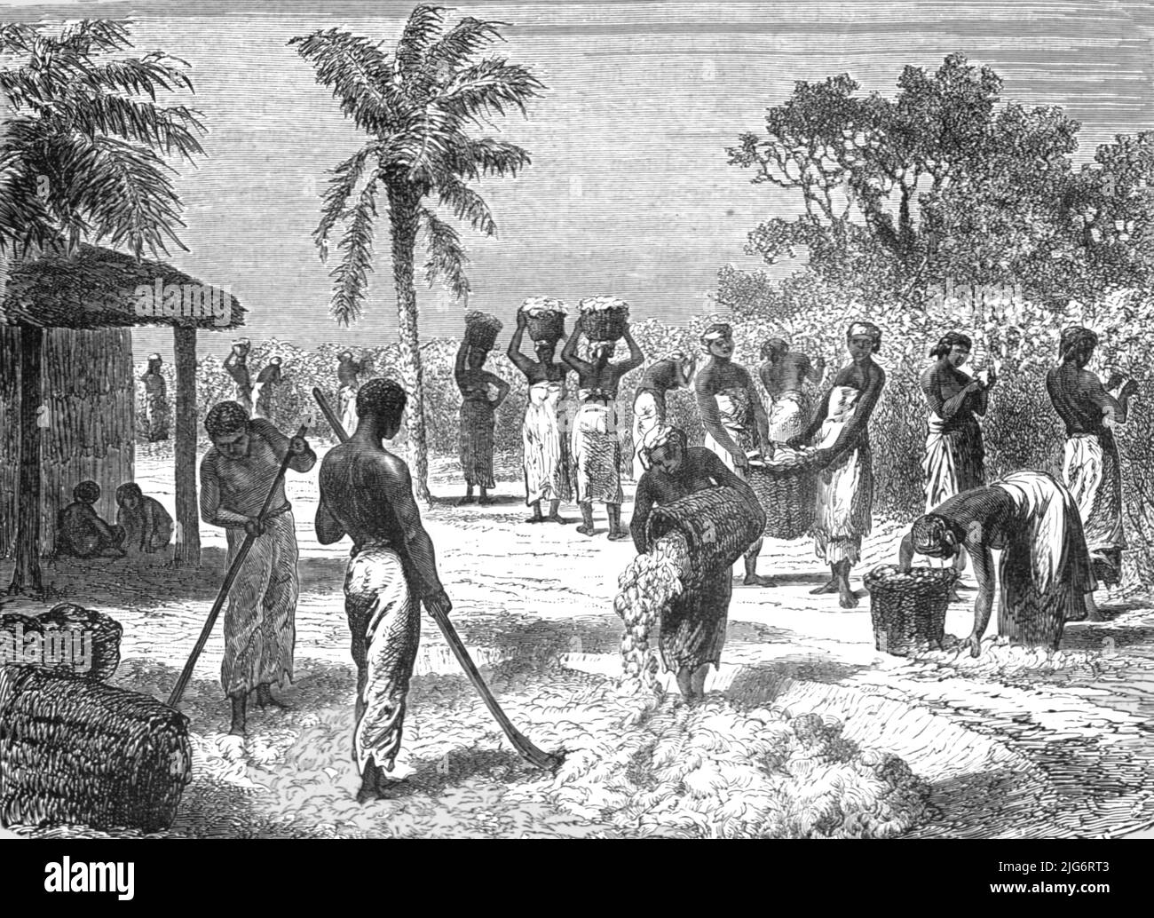 The Cotton Harvest; Rio De Janeiro and the Organ Mountains', 1875. [Plantation workers in Brazil]. From, 'Illustrated Travels' by H.W. Bates. [Cassell, Petter, and Galpin, c1880, London] Belle Sauvage Works.London E.C. Stock Photo