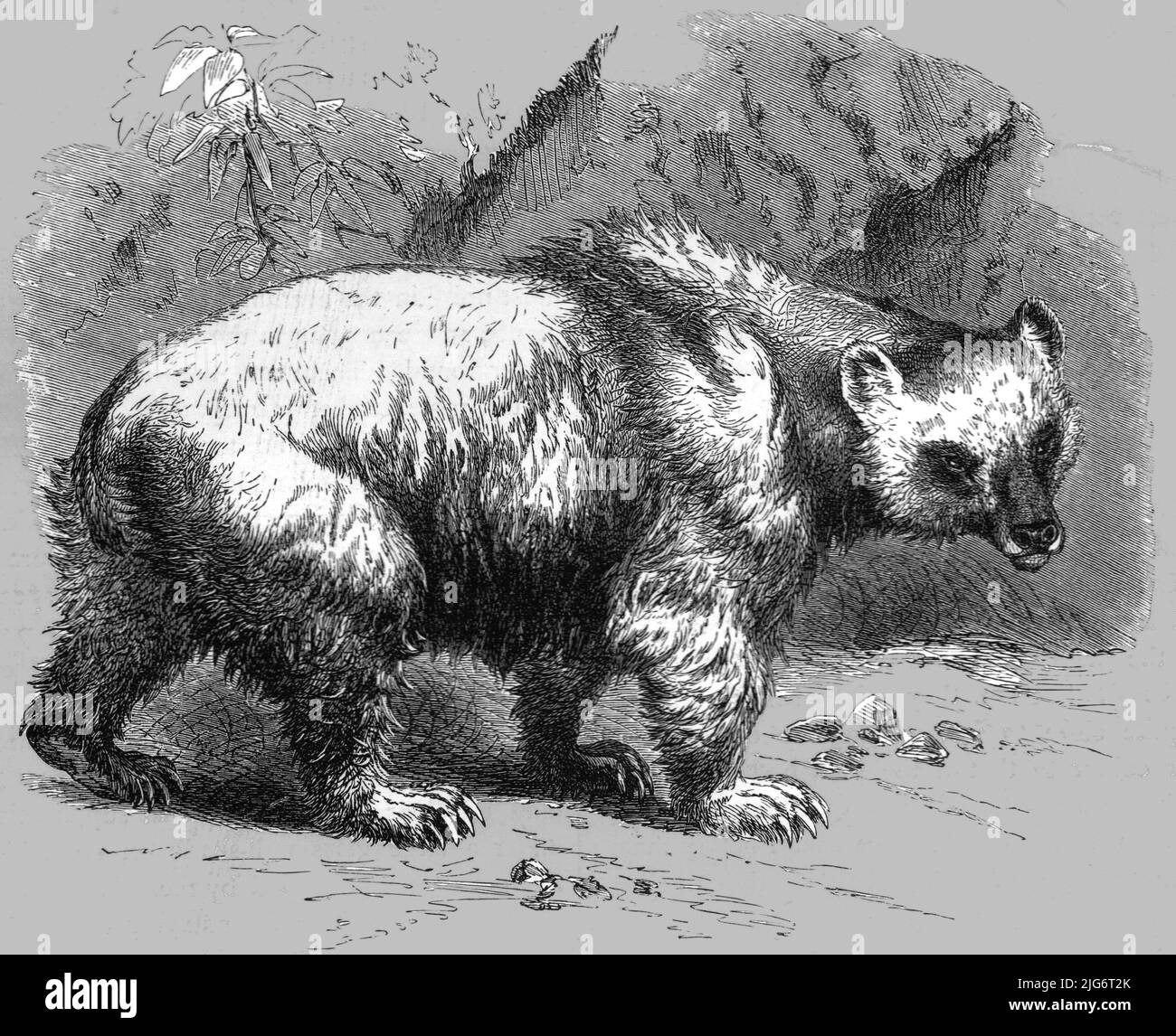 'The Brown Bear; Notes of a Naturalist in the North-Western Provinces of India', 1875.  From, 'Illustrated Travels' by H.W. Bates. [Cassell, Petter, and Galpin, c1880, London] Belle Sauvage Works.London E.C. Stock Photo