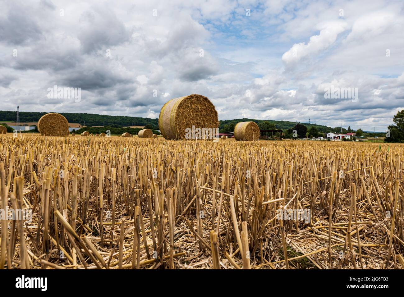 Large straw rolls lie on a harvested stubble field. Worm's-eye view Stock Photo