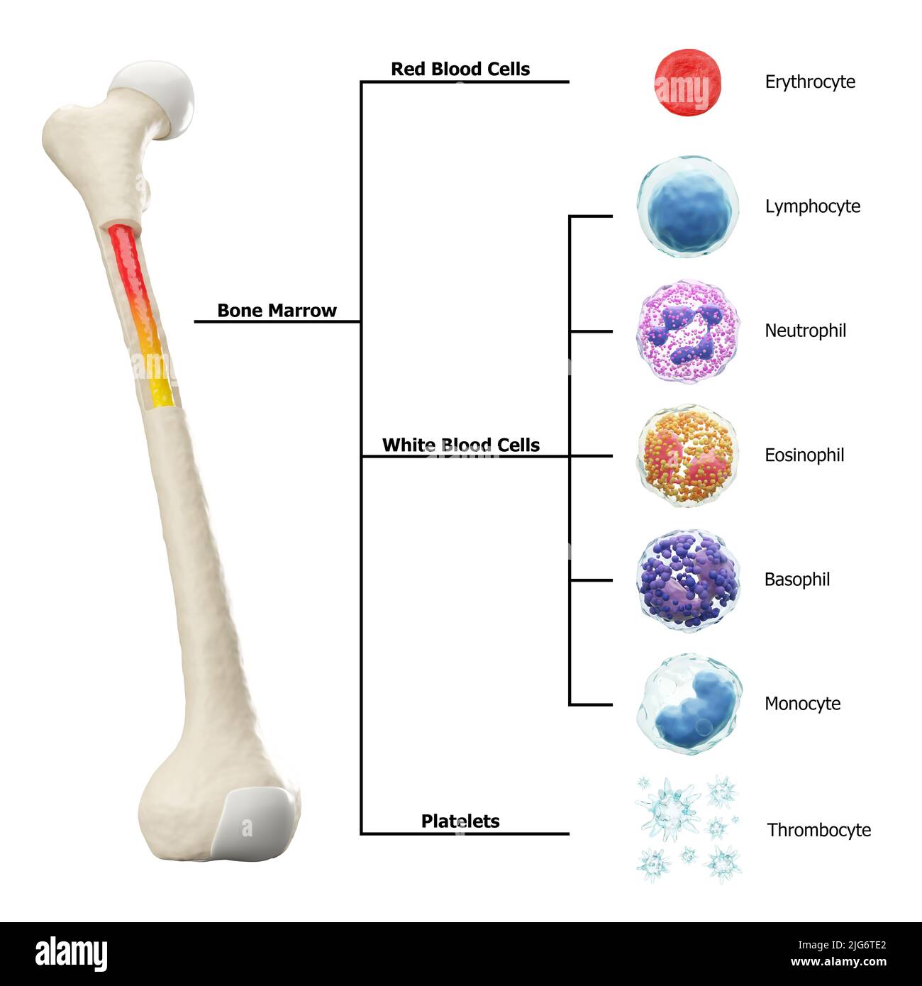 Bone marrow and blood cells formation diagram . Hematopoiesis . Femur bone with type of blood cell . Erythrocyte Lymphocyte Neutrophil Eosinophil Baso Stock Photo