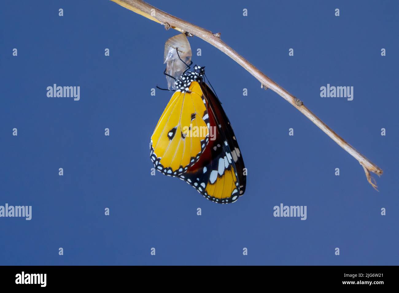 African queen butterfly , Monarch emerges from the pupa Danaus chrysippus, also known as the plain tiger Stock Photo