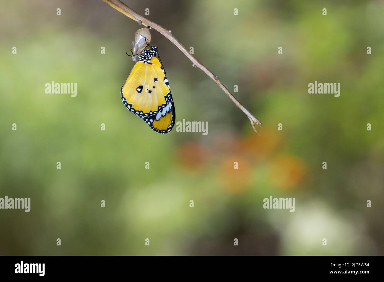 African queen butterfly , Monarch emerges from the pupa Danaus chrysippus, also known as the plain tiger Stock Photo