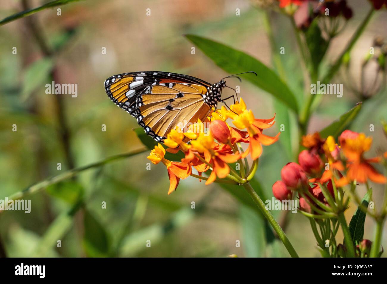 Danaus chrysippus, also known as the plain tiger, African queen ,African monarch Stock Photo