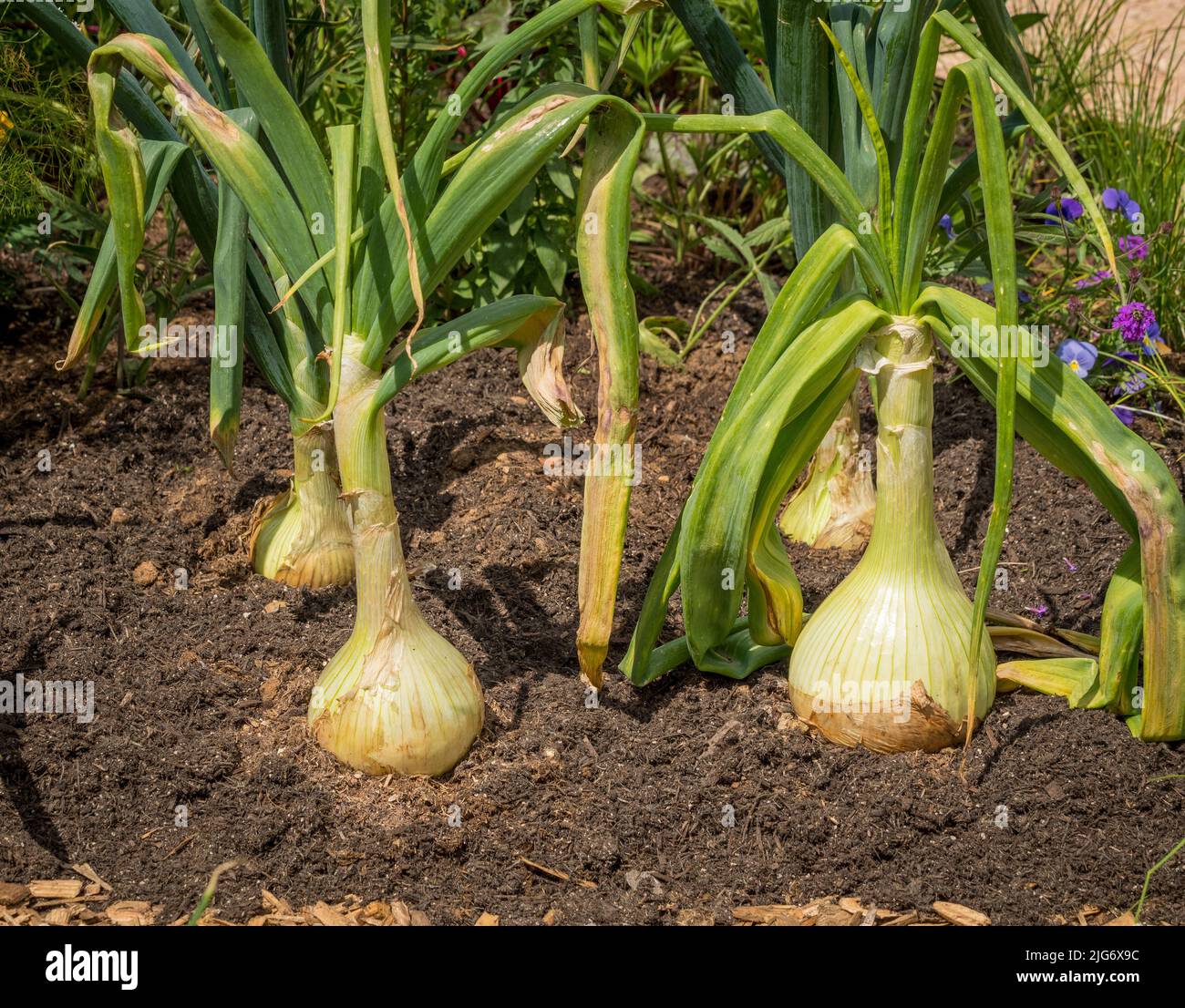 Companion planting hires stock photography and images Alamy