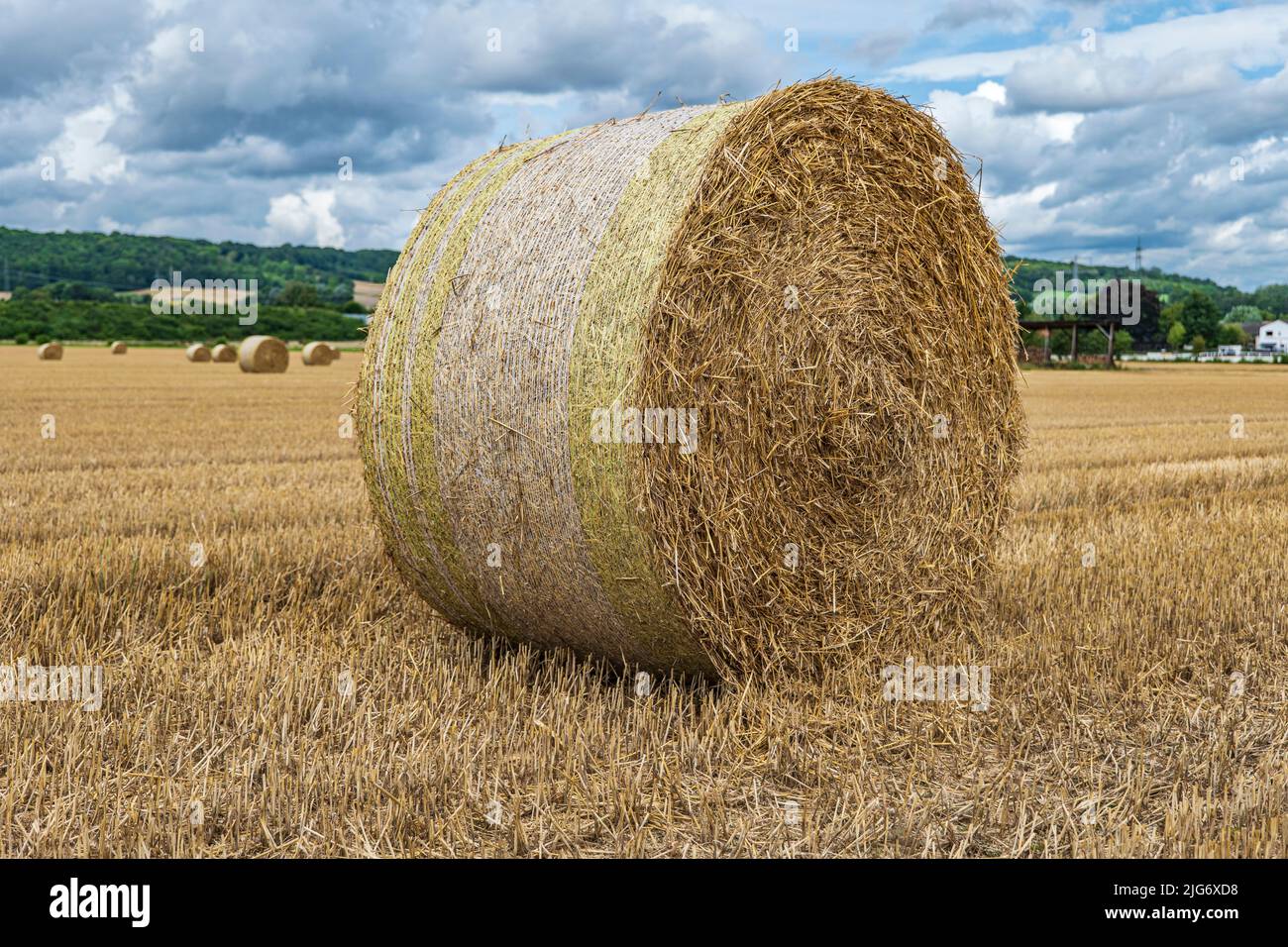 a large straw roll on a stubble field Stock Photo
