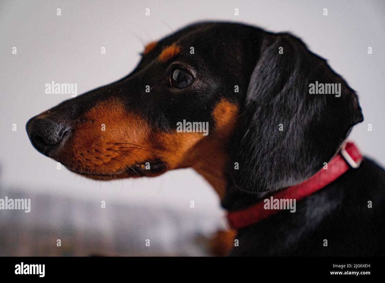 dachshund Stock Photo