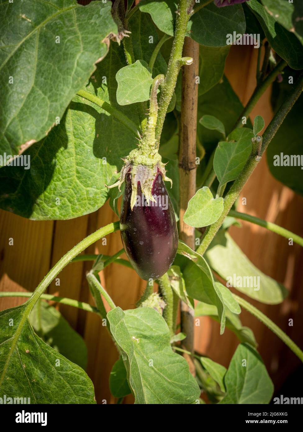 Aubergine plant hires stock photography and images Alamy