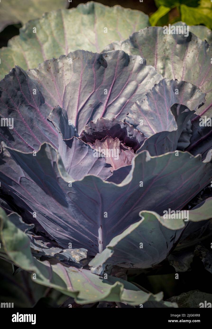 Sunlit red cabbage growing in a UK garden. Stock Photo