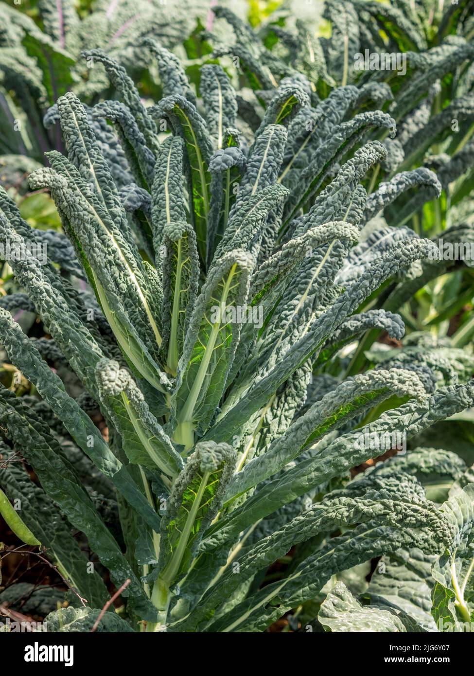 Cavolo Nero kale growing in a UK garden. Stock Photo