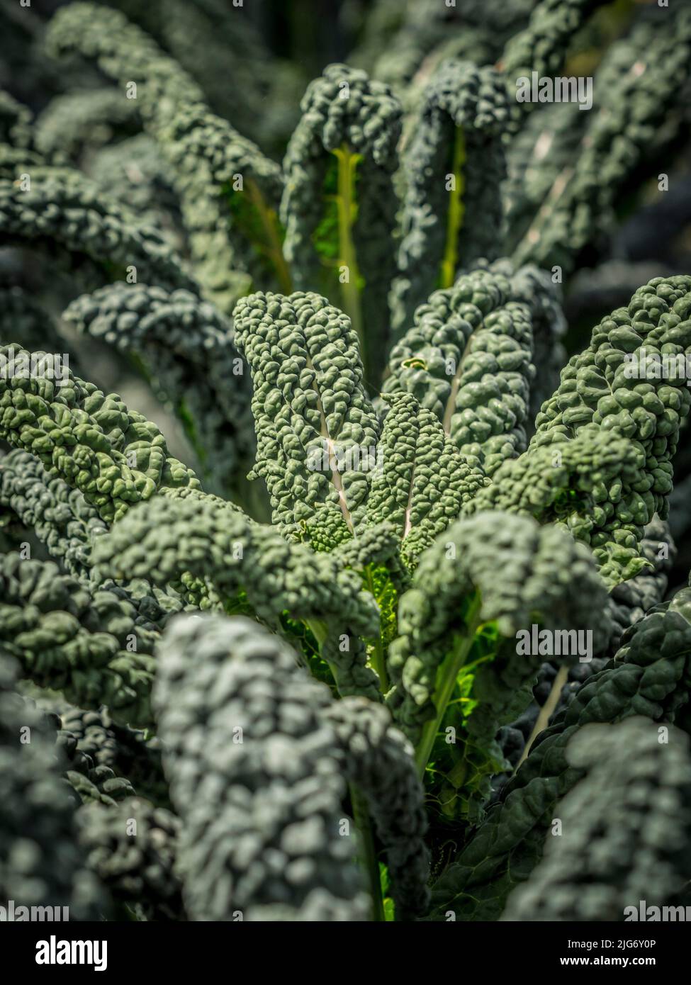 Cavolo Nero kale growing in a UK garden. Stock Photo