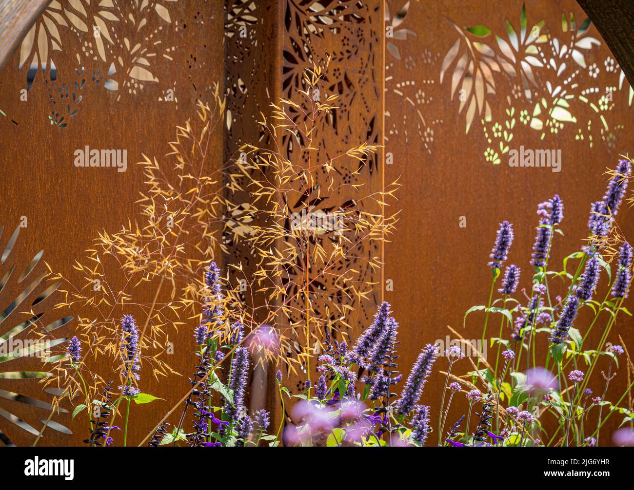 Purple Salvia flowers and ornamental grasses in front of a rusted Corten steel panel in a UK garden. Stock Photo