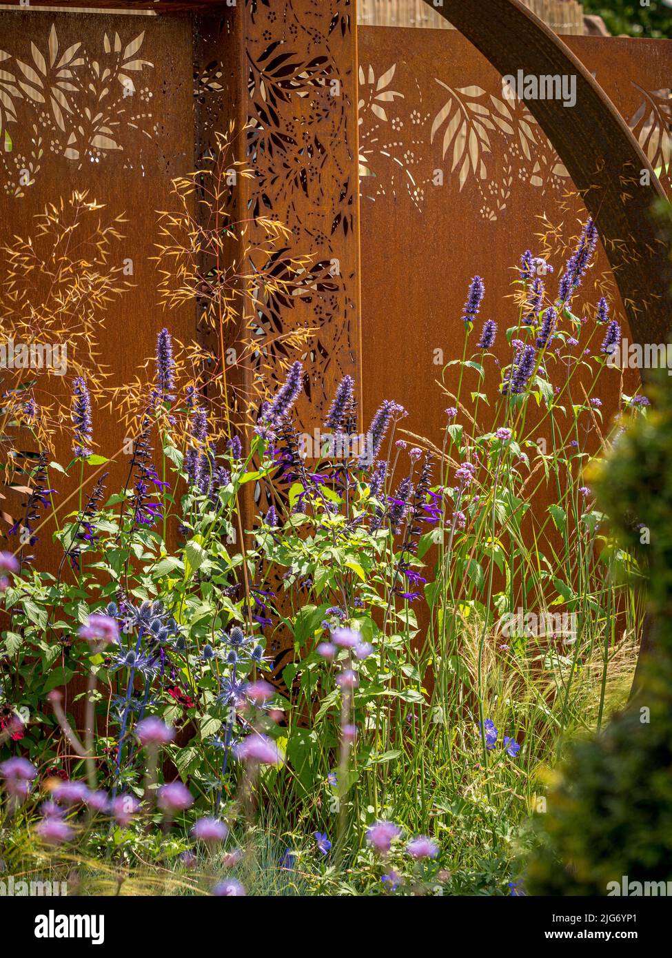 Purple Salvia flowers and ornamental grasses in front of a Corten steel panel in a UK garden. Stock Photo