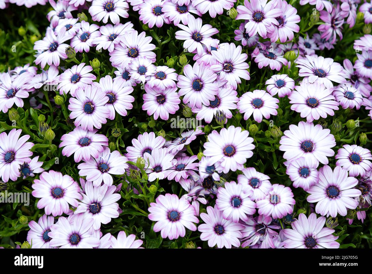 Background purple dimorphotheca ecklonis flowers. Top view Stock Photo ...