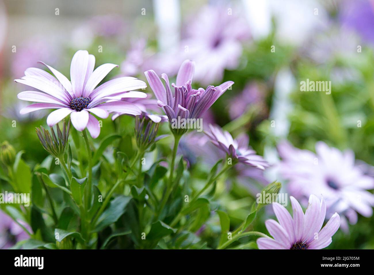 Purple dimorphotheca ecklonis flowers. Top view Stock Photo - Alamy