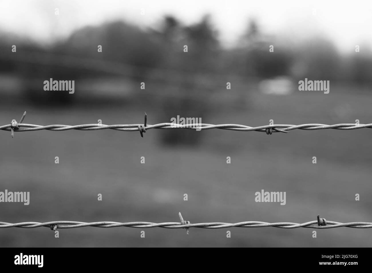 A barbed wire fence in the spring meadow in black and white Stock Photo ...