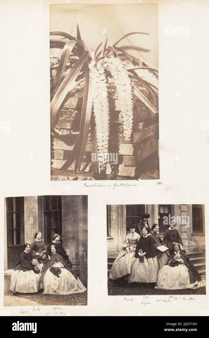 Saccolabium Guttatum; Lizzie, Emily, Alice, Mrs Stratton; Emily, Etty, Alice, Lizzie, Mrs Drake, Mrs Stratton, 1853-1856. Stock Photo