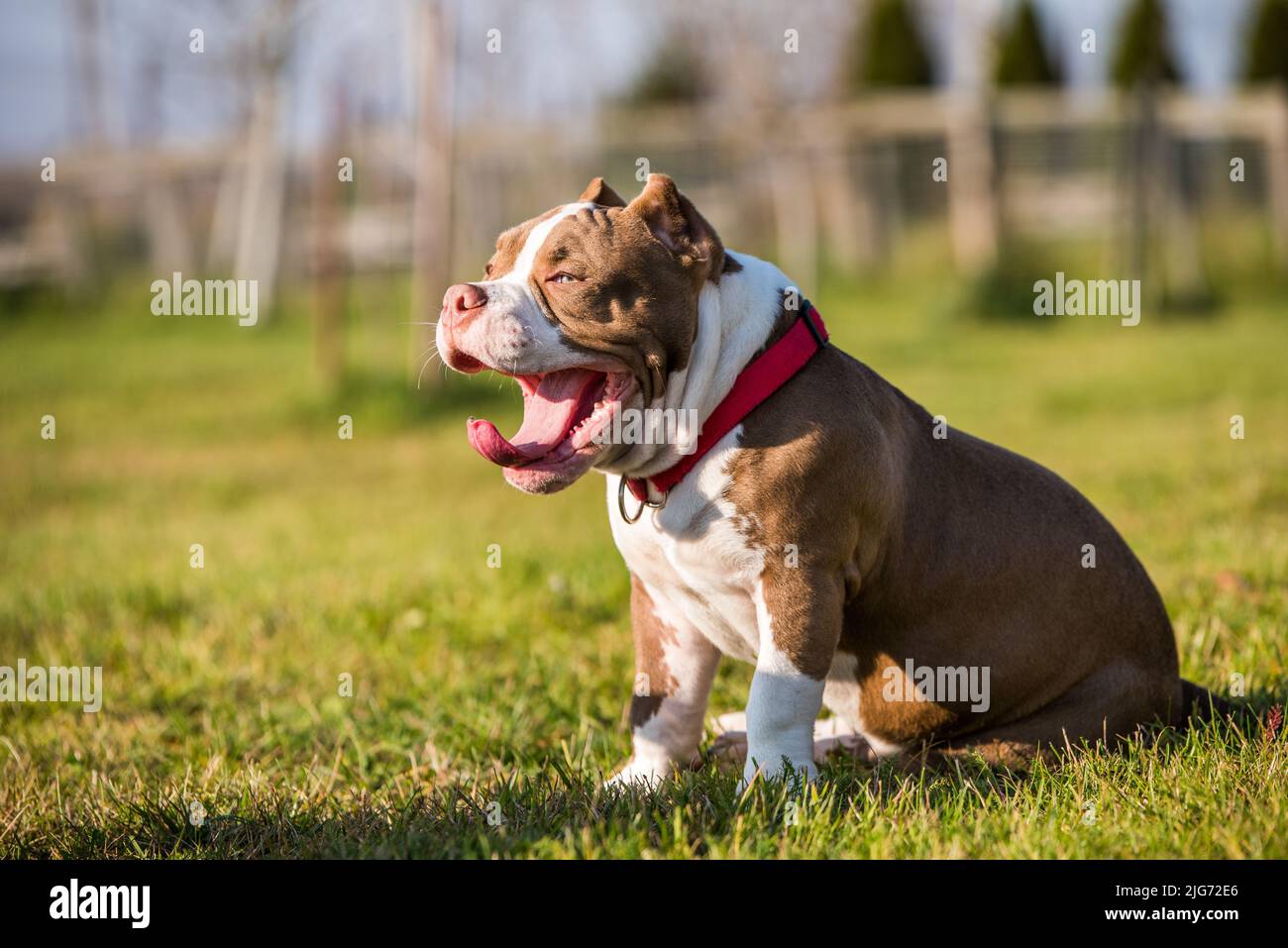 Chocolate color American Bully dog yawns green grass Stock Photo