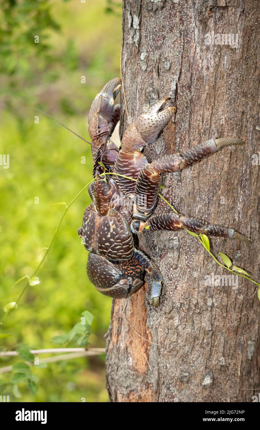 Largest of the terrestrial Land Crab family, the Coconut Crab has been over-exploited and now found only on islands off the mainland coast Stock Photo