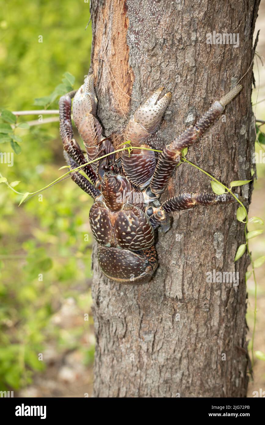 Largest of the terrestrial Land Crab family, the Coconut Crab has been over-exploited and now found only on islands off the mainland coast Stock Photo