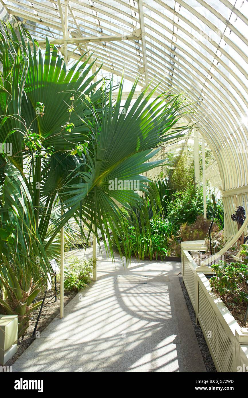 Botanical garden inside with plants and flowers growing in Dublin, Ireland Stock Photo Alamy
