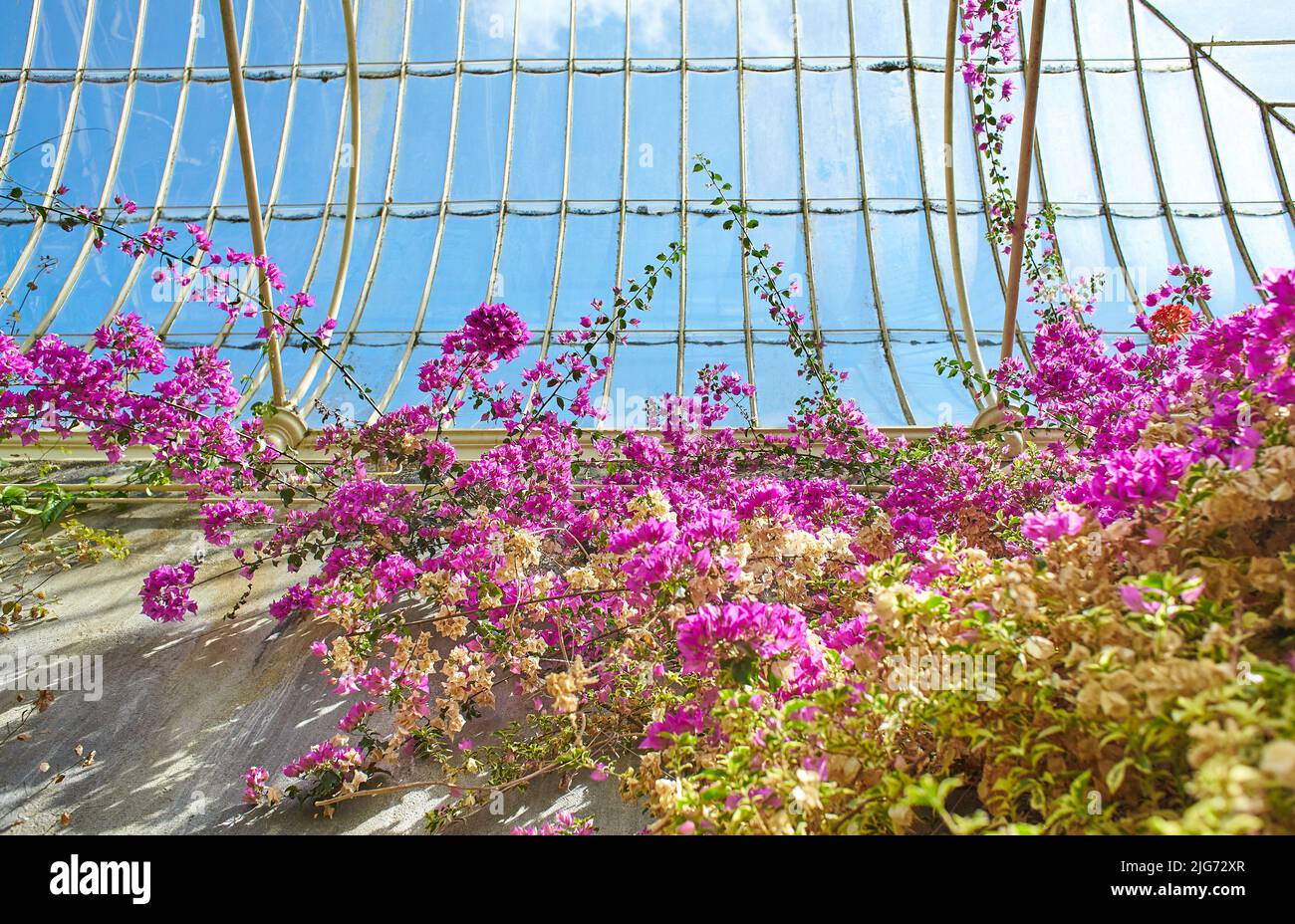 Botanical garden inside with plants and flowers growing in Dublin
