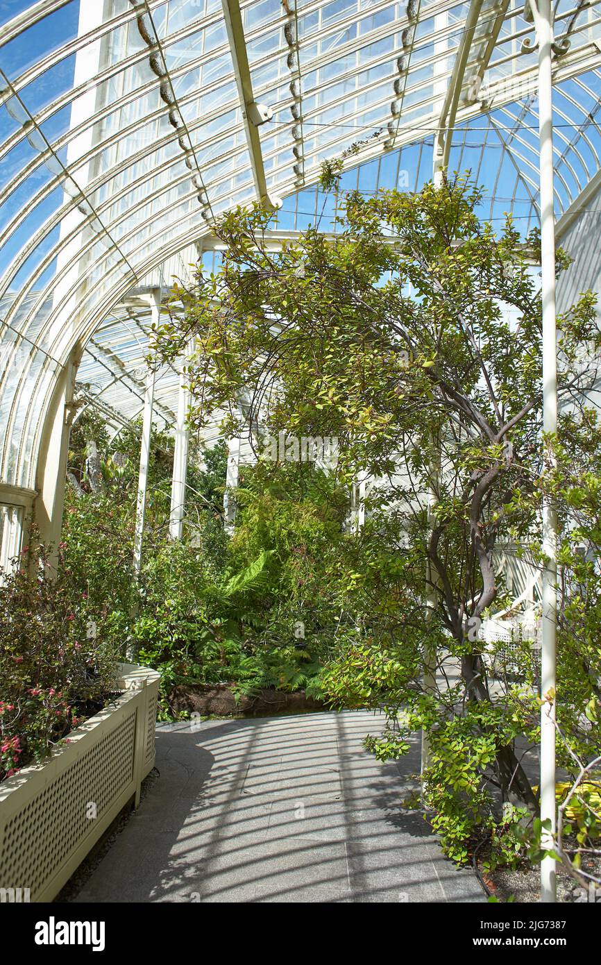 Botanical garden inside with plants and flowers growing in Dublin, Ireland Stock Photo Alamy