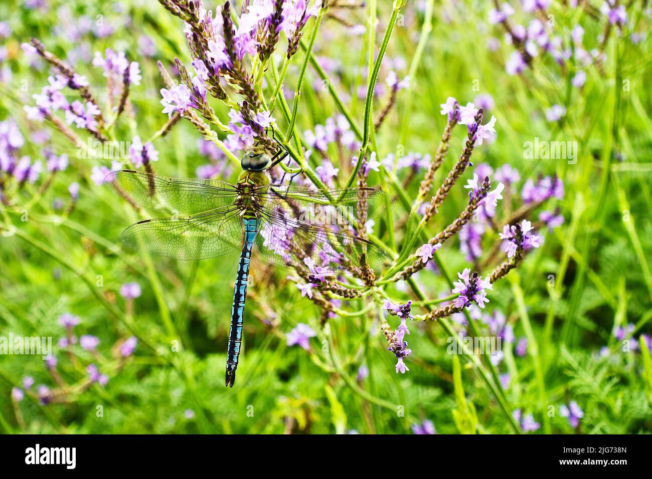 Green and turquoise dragonfly resting on Lavandula canariensis or canarian lavender flowers, Tenerife, Canary Islands, Spain. Stock Photo