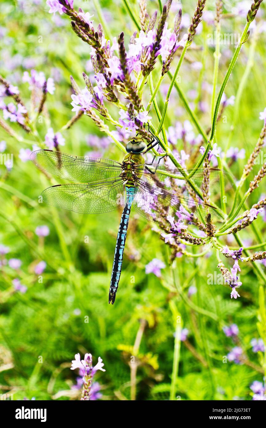 Green and turquoise dragonfly resting on Lavandula canariensis or canarian lavender flowers, Tenerife, Canary Islands, Spain. Stock Photo
