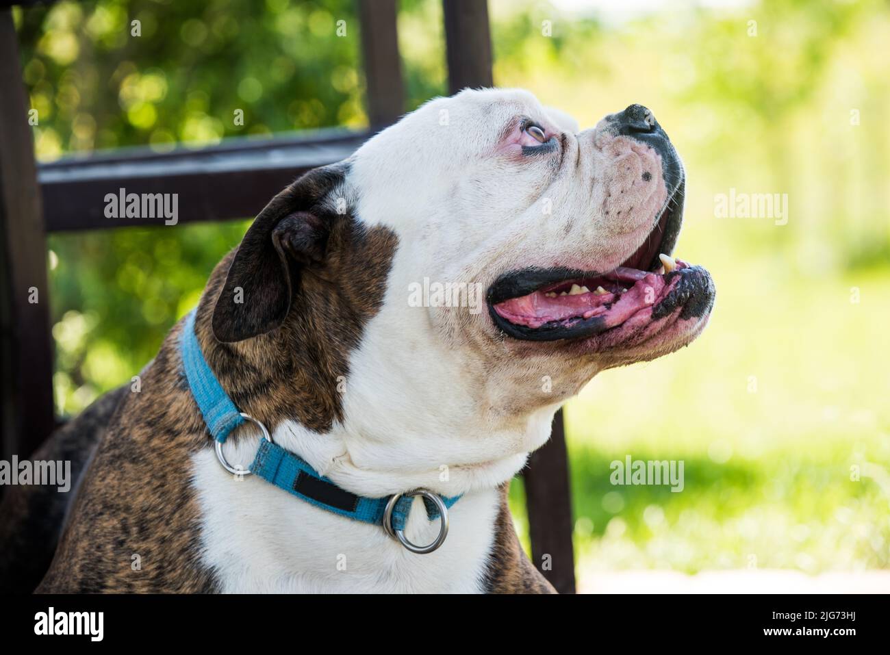 Long haired american bulldog sale