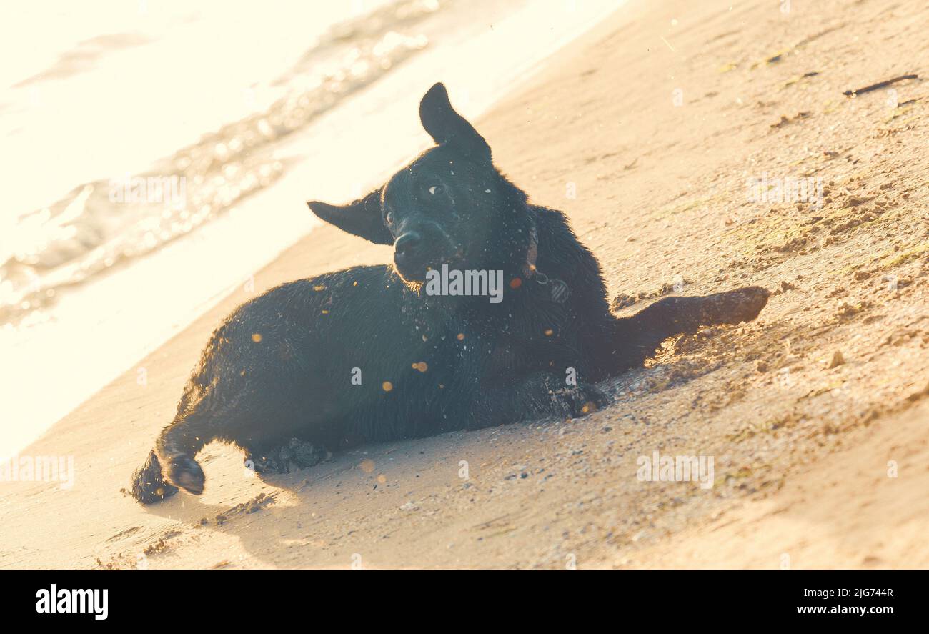 Black playful labrador retriever hi-res stock photography and images ...