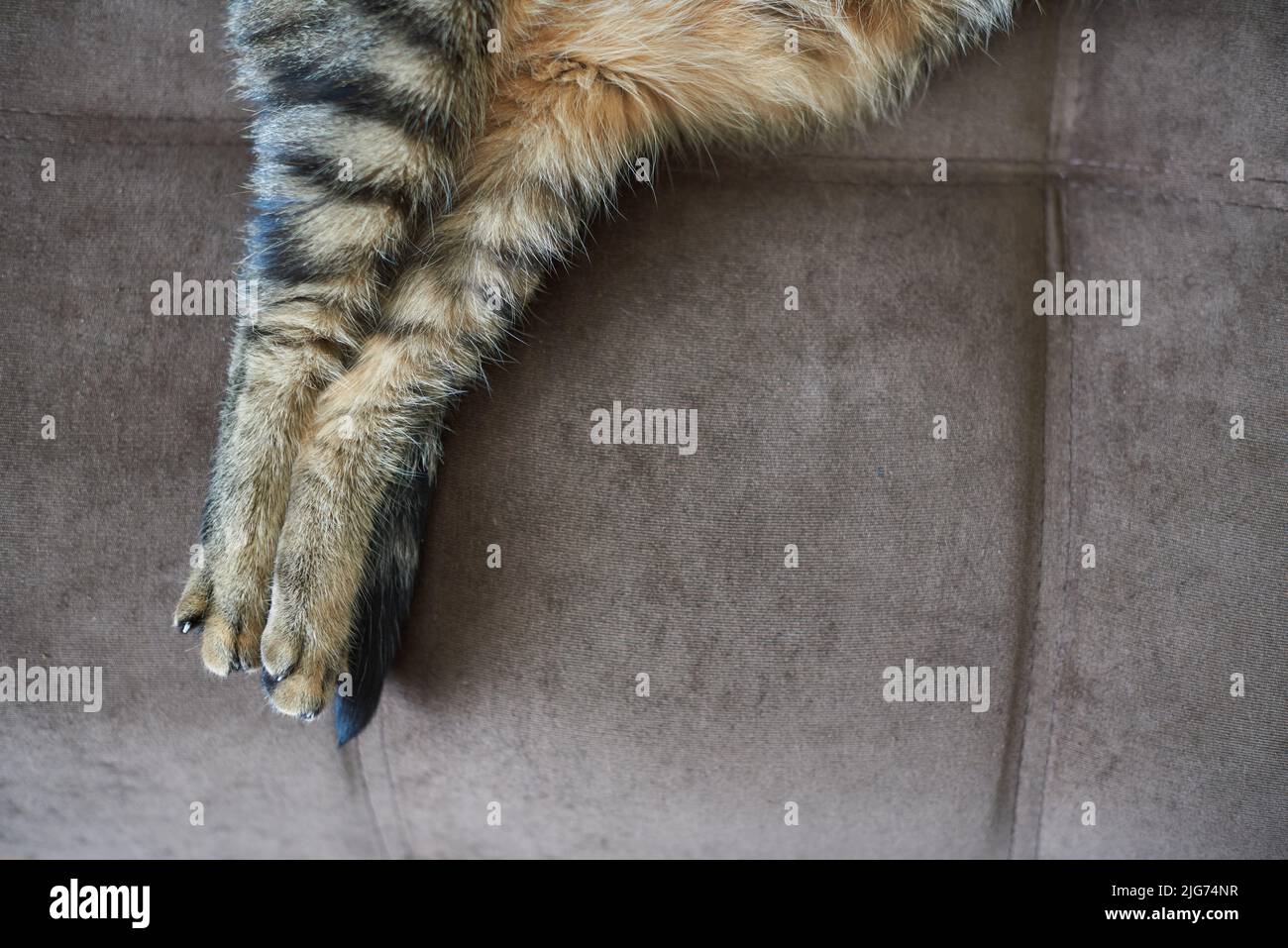 Hind paws of a cat close-up on the couch. Stock Photo