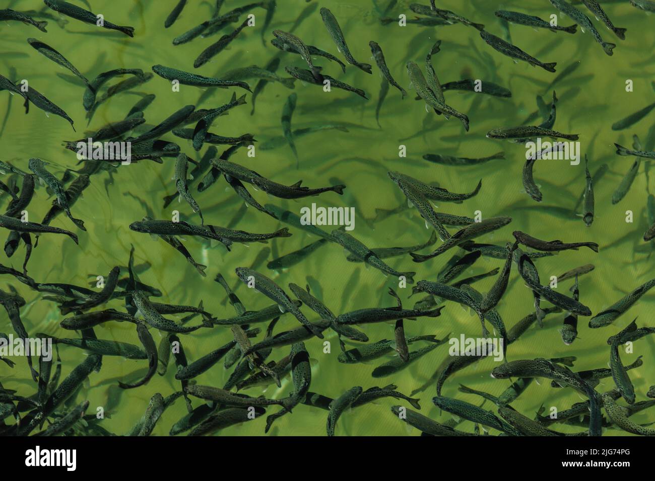 Closeup school juvenile fish hi-res stock photography and images - Alamy