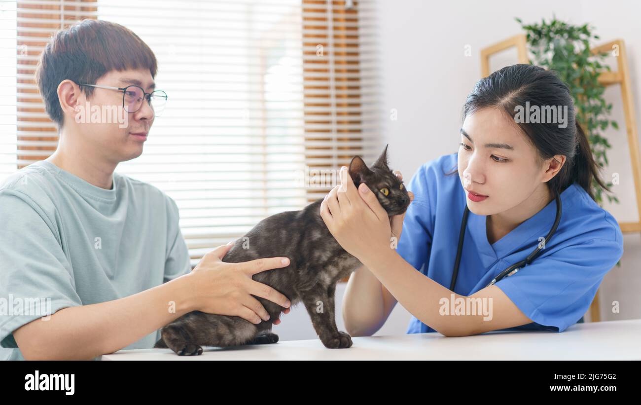 Pet care concept, Female veterinary is examining the cat on examination ...