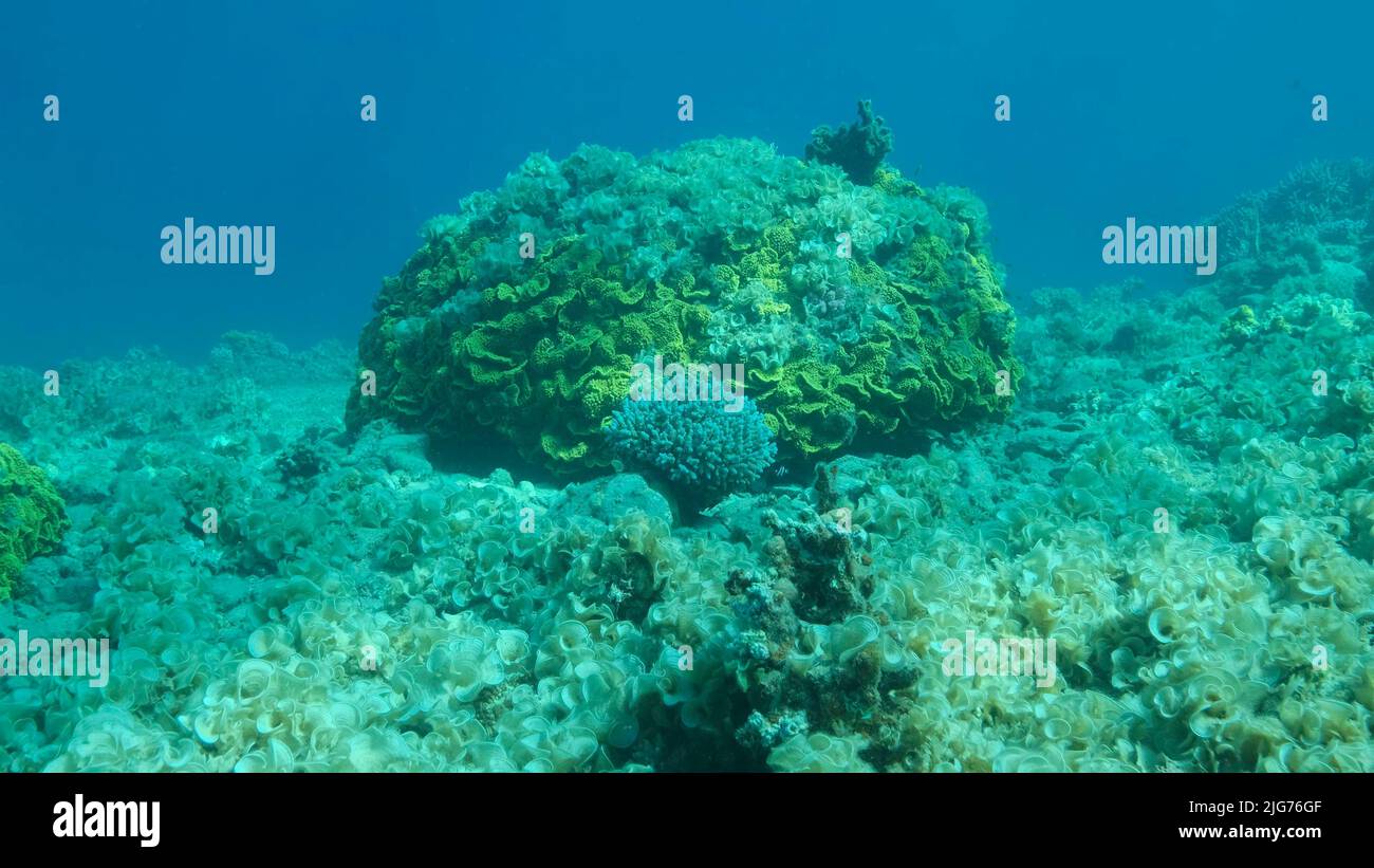 Once beautiful coral reef is overgrown with algae as a result of ...
