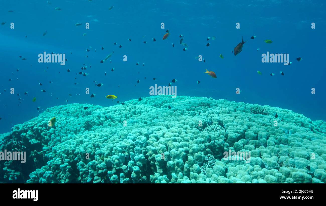 Shoal of black and white Chromis swims above coral reef on blue water background. Half-and-half Chromis (Chromis dimidiata), Chocolate-dip chromis or Stock Photo
