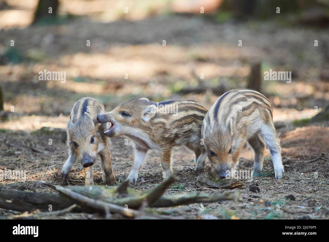 Wild boar (Sus scrofa) squeaker in a forest, Bavaria, Germany Stock Photo Alamy