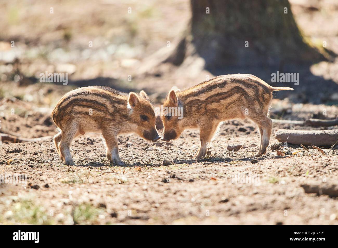 Wild boar (Sus scrofa) squeaker in a forest, Bavaria, Germany Stock Photo Alamy