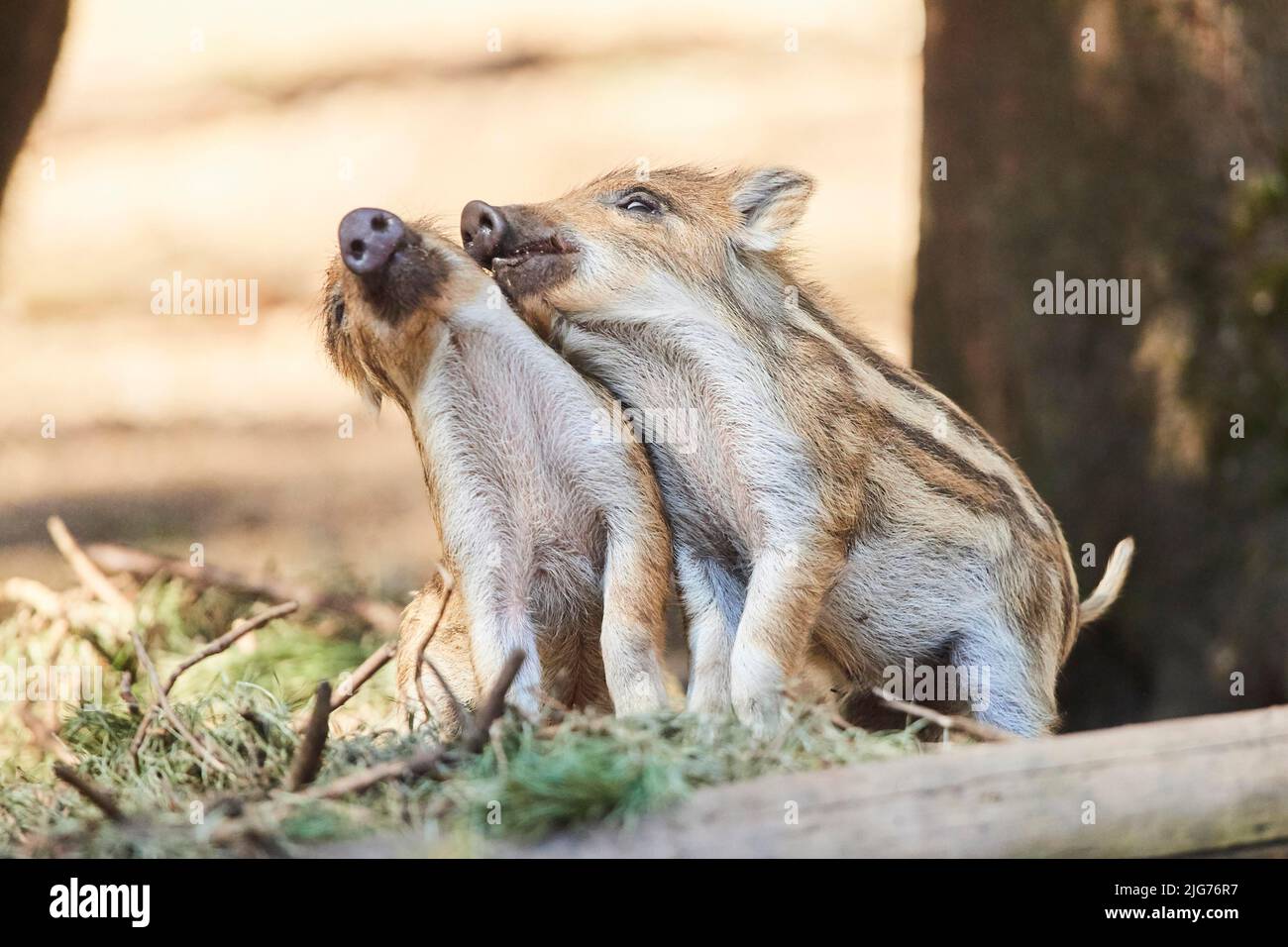 Wild boar (Sus scrofa) squeaker in a forest, Bavaria, Germany Stock Photo Alamy