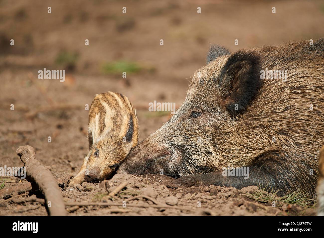 Wild boar (Sus scrofa) mother with her youngster (squeaker) in a forest, Bavaria, Germany Stock