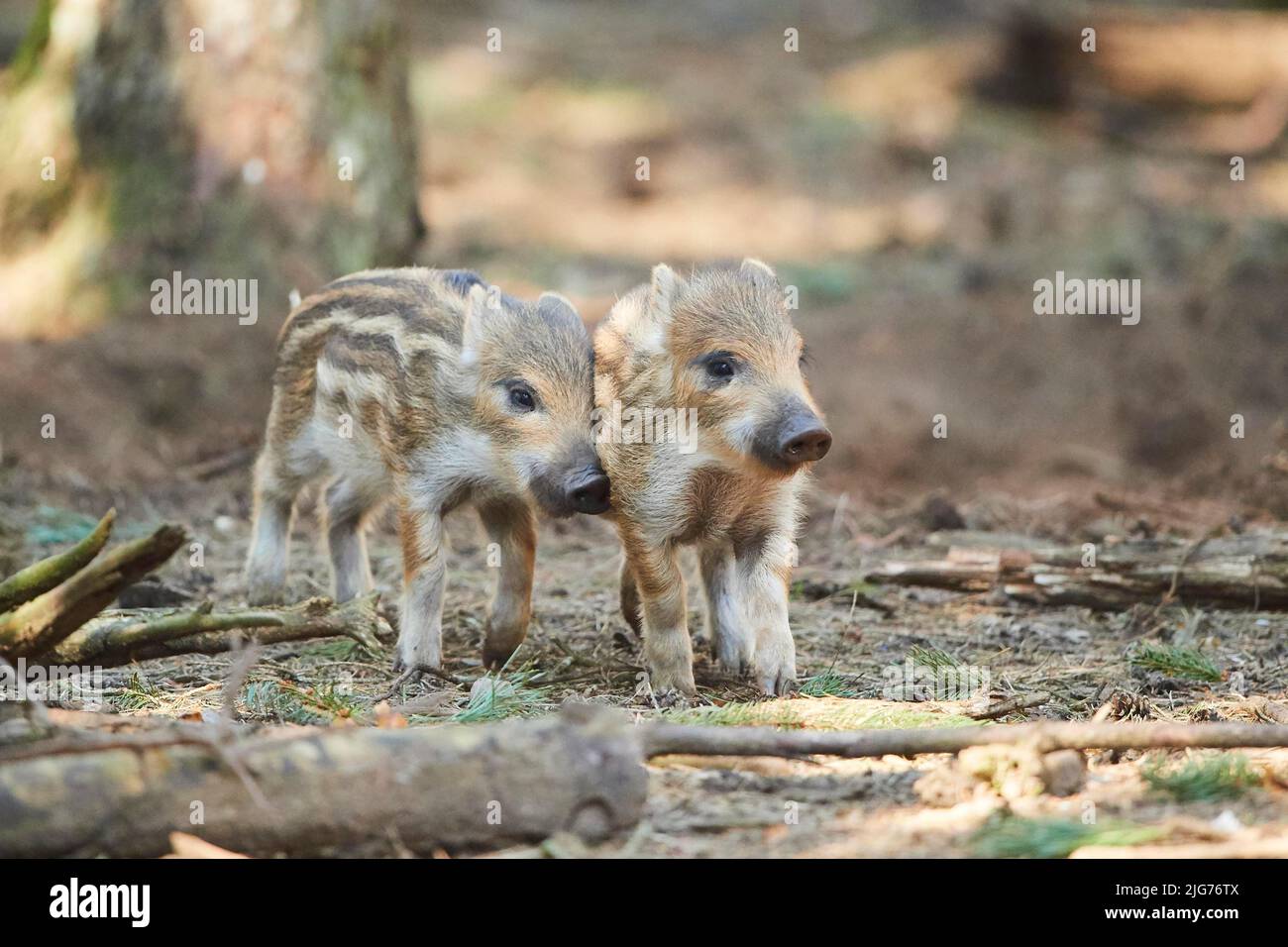 Wild boar (Sus scrofa) squeaker in a forest, Bavaria, Germany Stock Photo Alamy